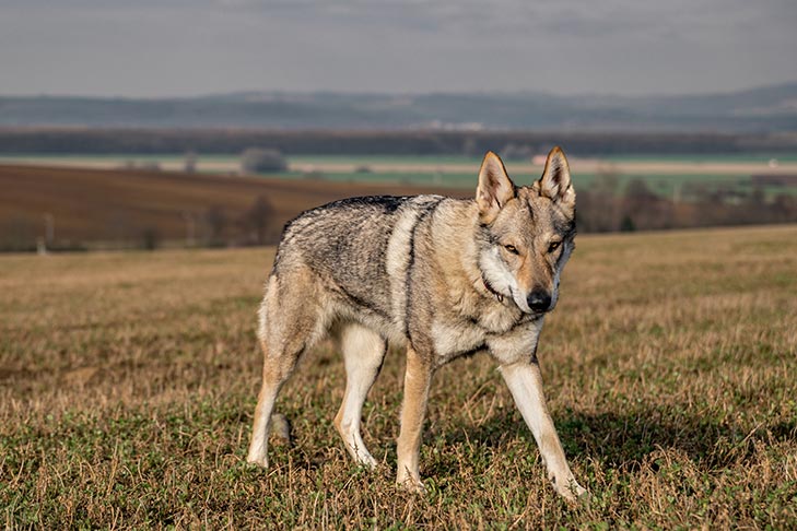 Czechoslovakian Wolfdog: Photo #1