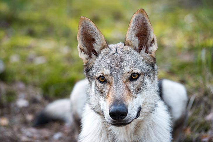 Czechoslovakian Wolfdog Photo 3 