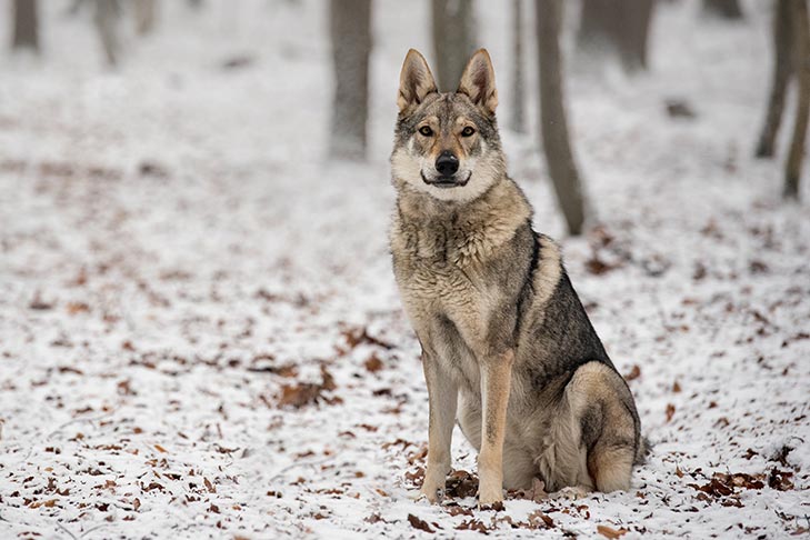 Czechoslovakian Wolfdog: Photo #4