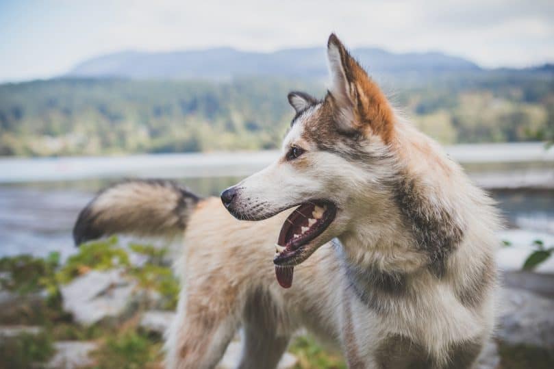 Czechoslovakian Wolfdog: Photo #5