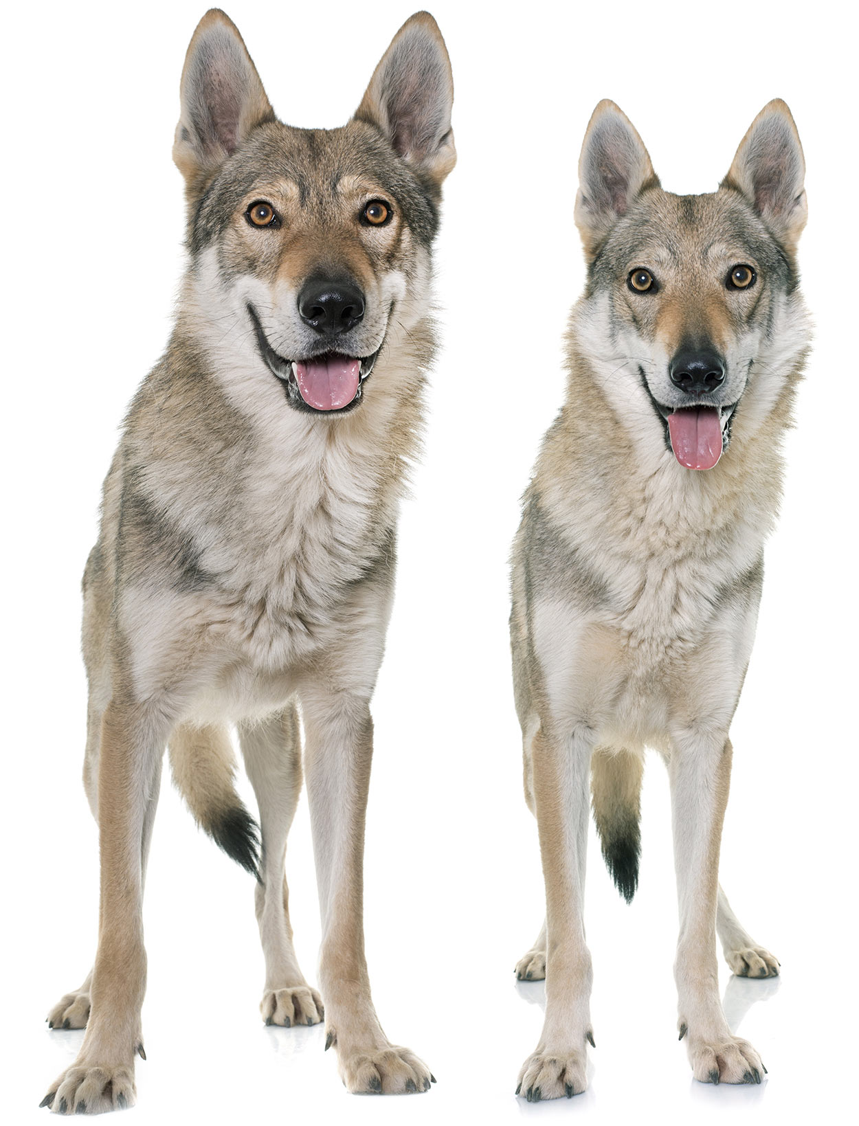 Czechoslovakian Wolfdog Temperament Lifespan Shedding Puppy   Czechoslovakian Wolfdog Photo 6 