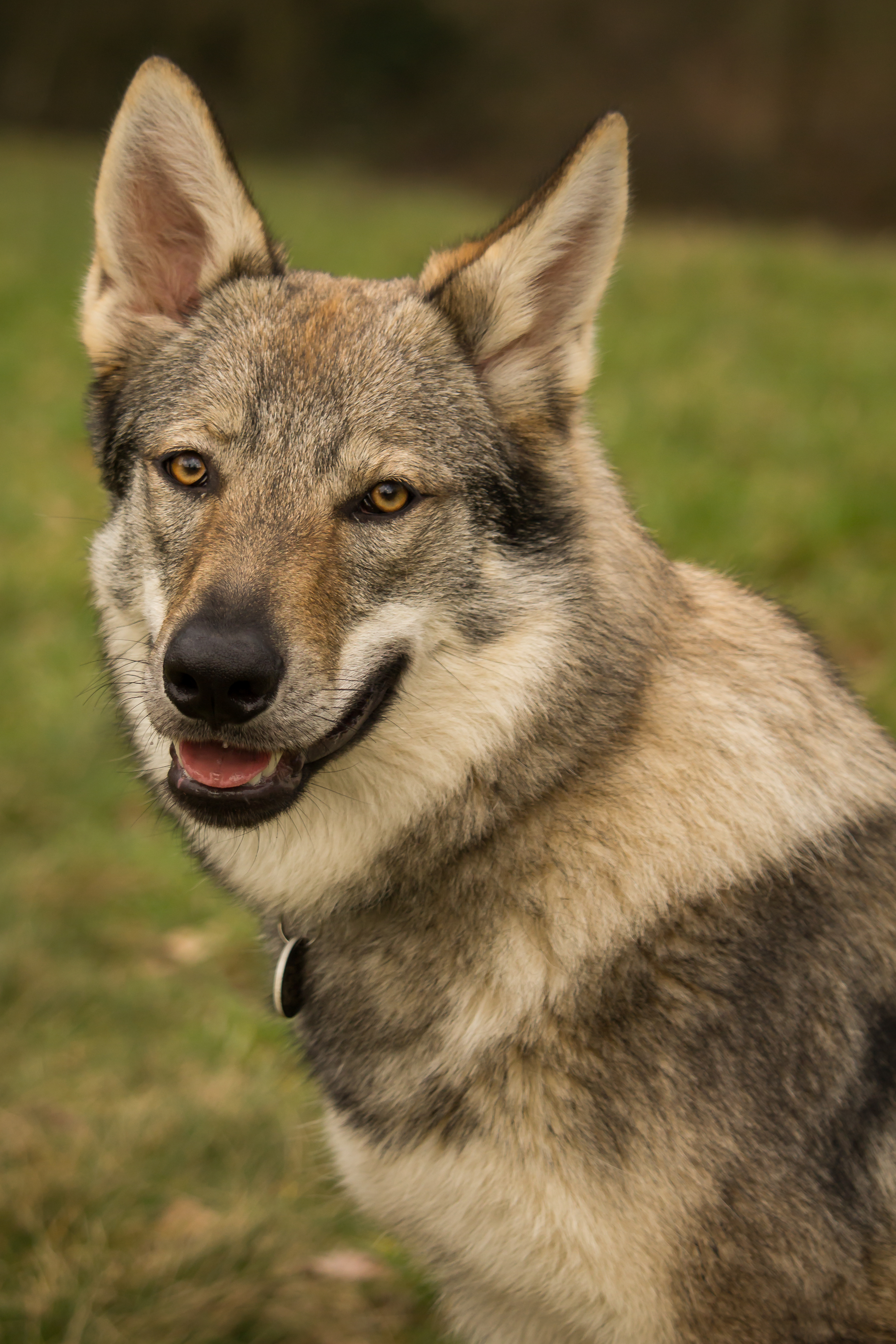 Czechoslovakian Wolfdog