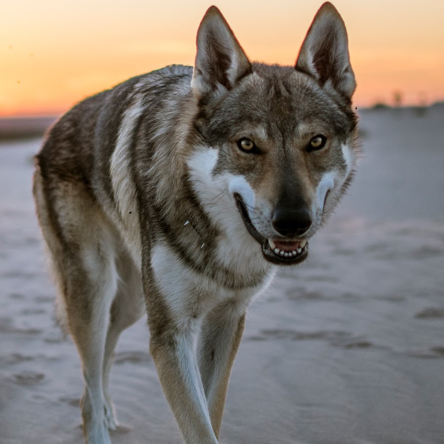 Czechoslovakian Wolfdog: Photo #7