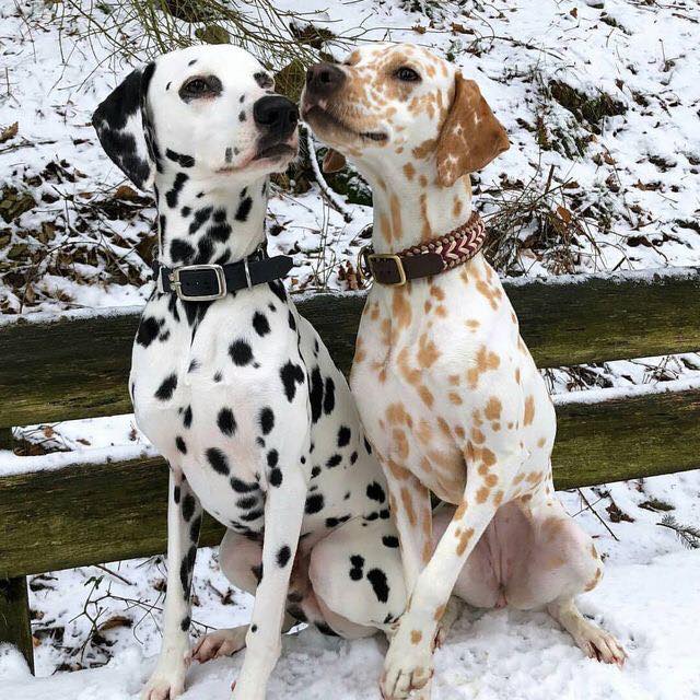 Dalmatian - Temperament, Lifespan, Shedding, Puppy