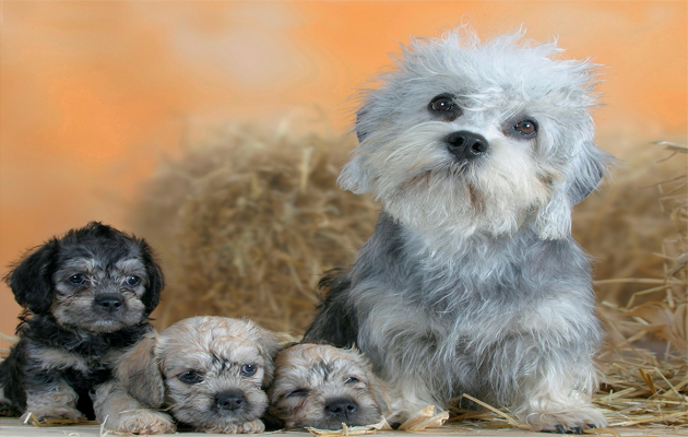 Dandie Dinmont Terrier: Photo #11