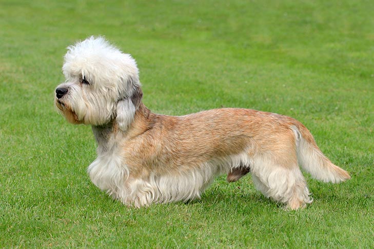 Dandie Dinmont Terrier: Photo #3