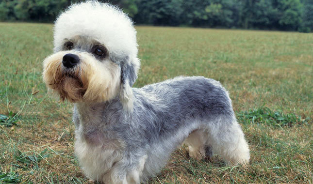 Dandie Dinmont Terrier - Temperament, Lifespan, Shedding, Puppy