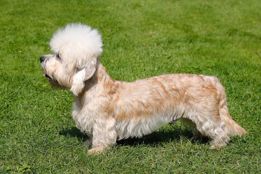 Dandie Dinmont Terrier: Photo #8