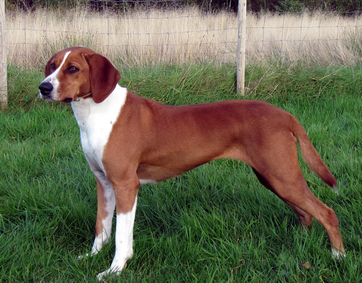 Deutsche Bracke - Temperament, Lifespan, Shedding, Puppy