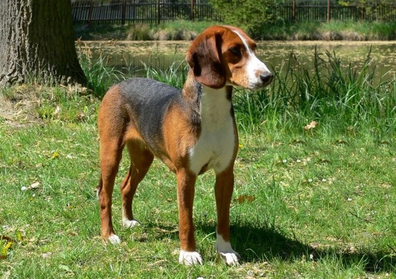 Deutsche Bracke - Temperament, Lifespan, Shedding, Puppy