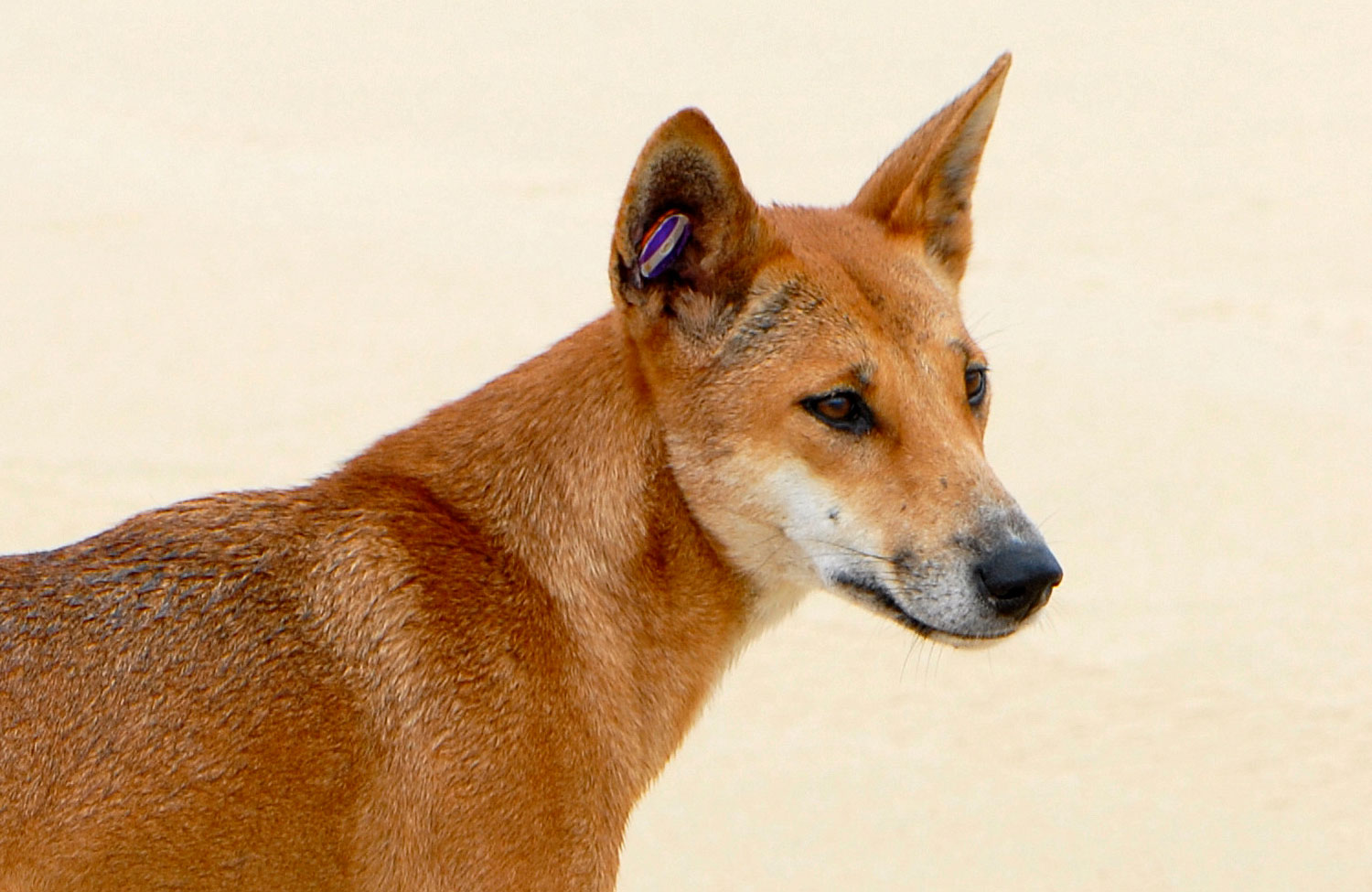 Dingo: Photo #2