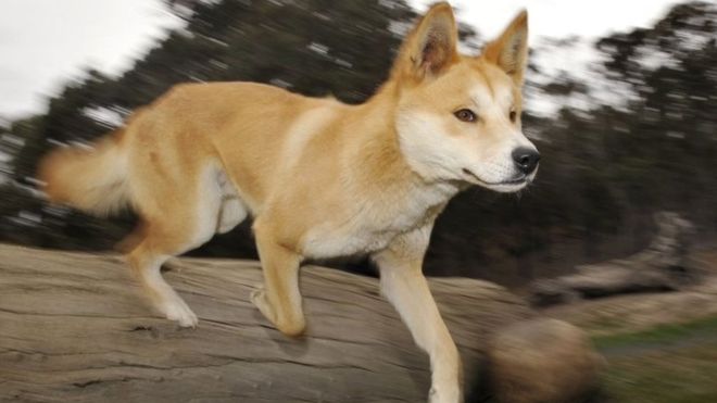Dingo: Photo #3
