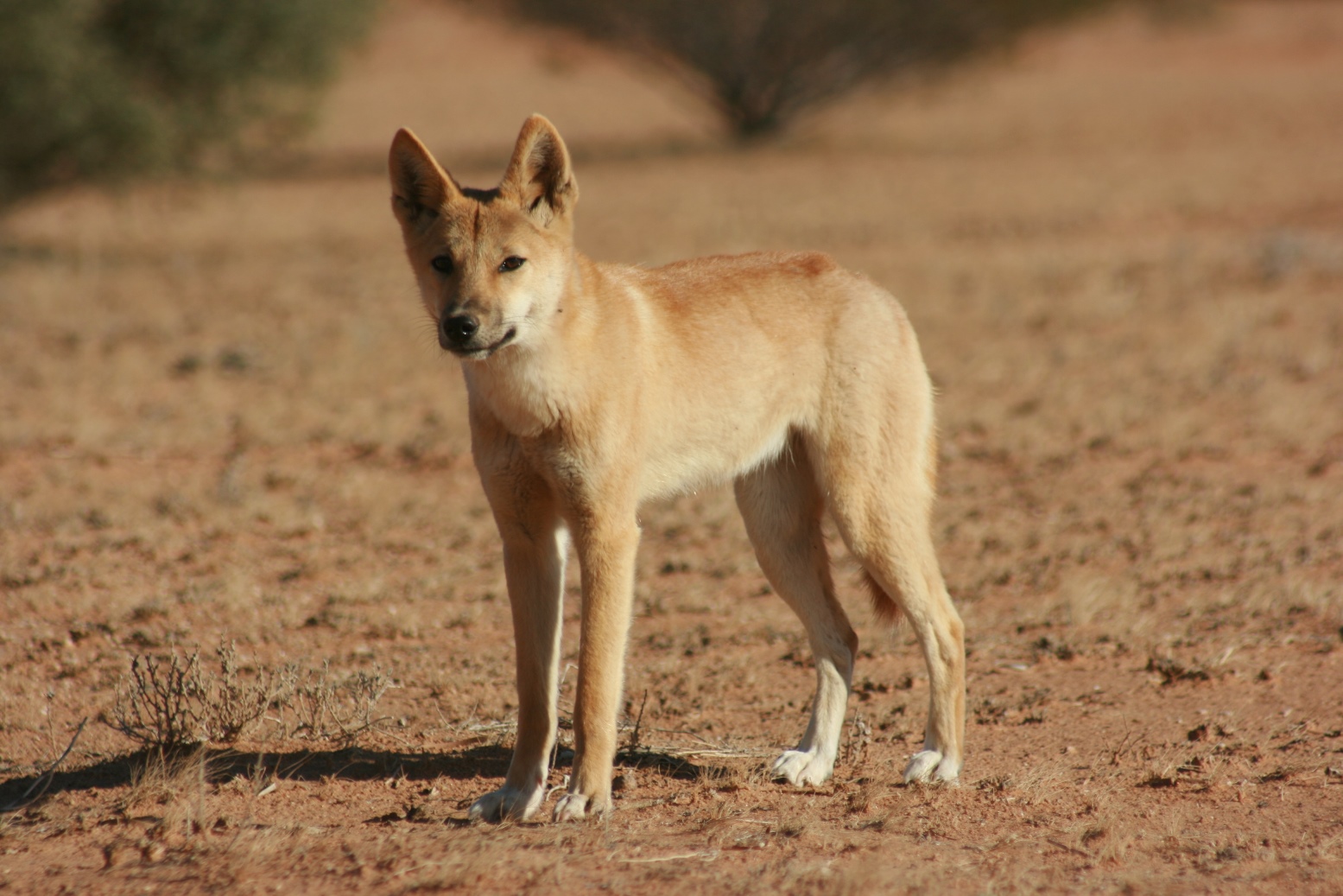 Dingo: Photo #4