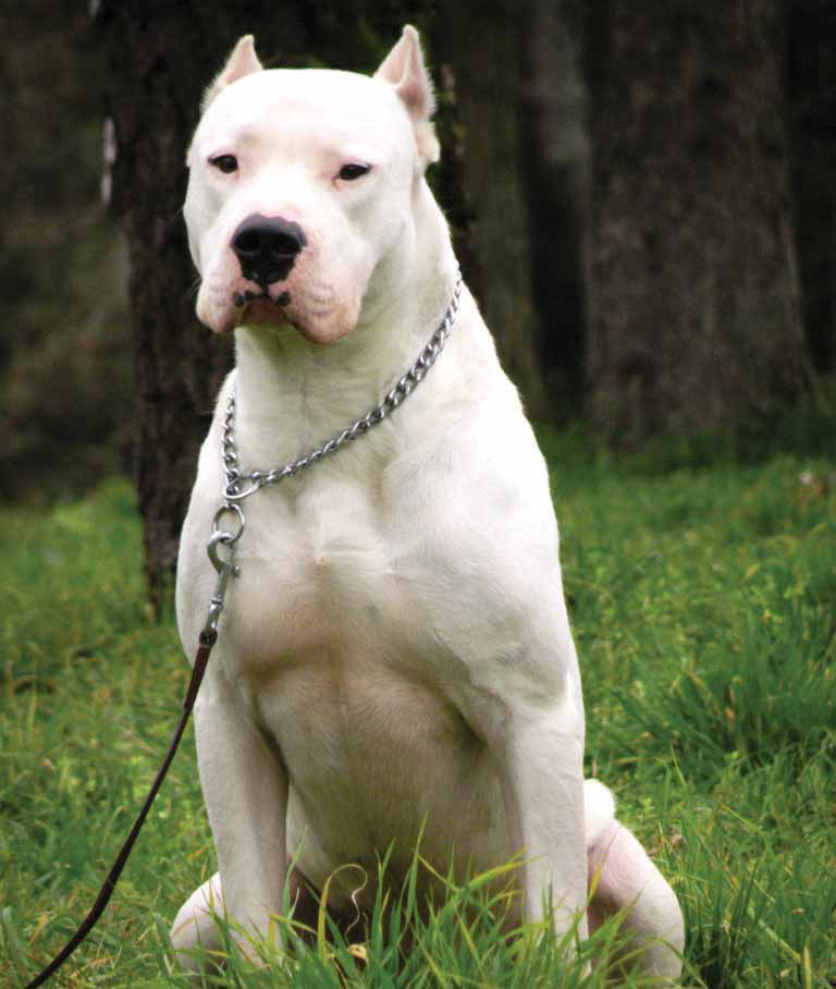 Dogo Argentino: Photo #10