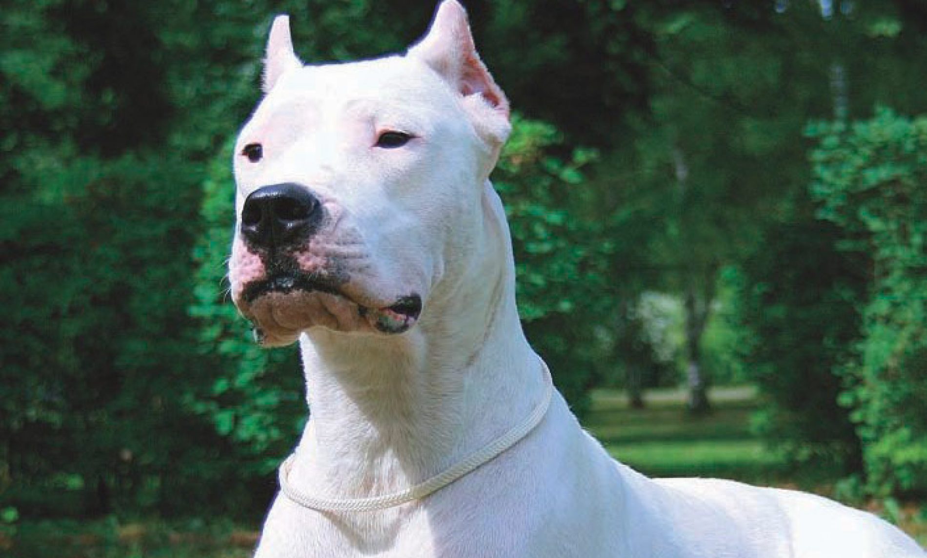 dogo-argentino-temperament-lifespan-shedding-puppy