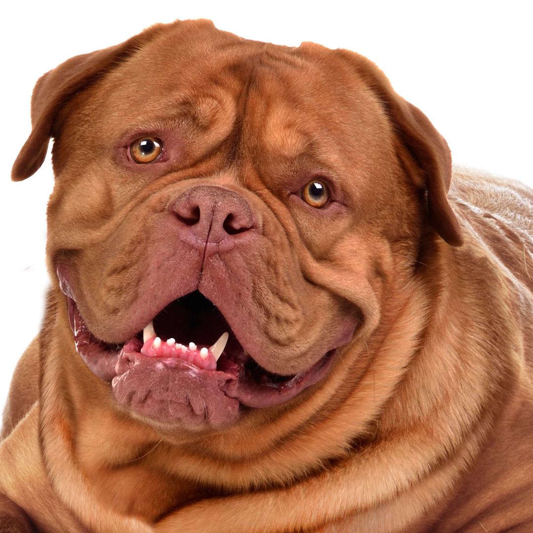 Average Life Expectancy Of A Dogue De Bordeaux