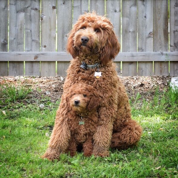 Double Doodle Temperament, Lifespan, Shedding, Puppy