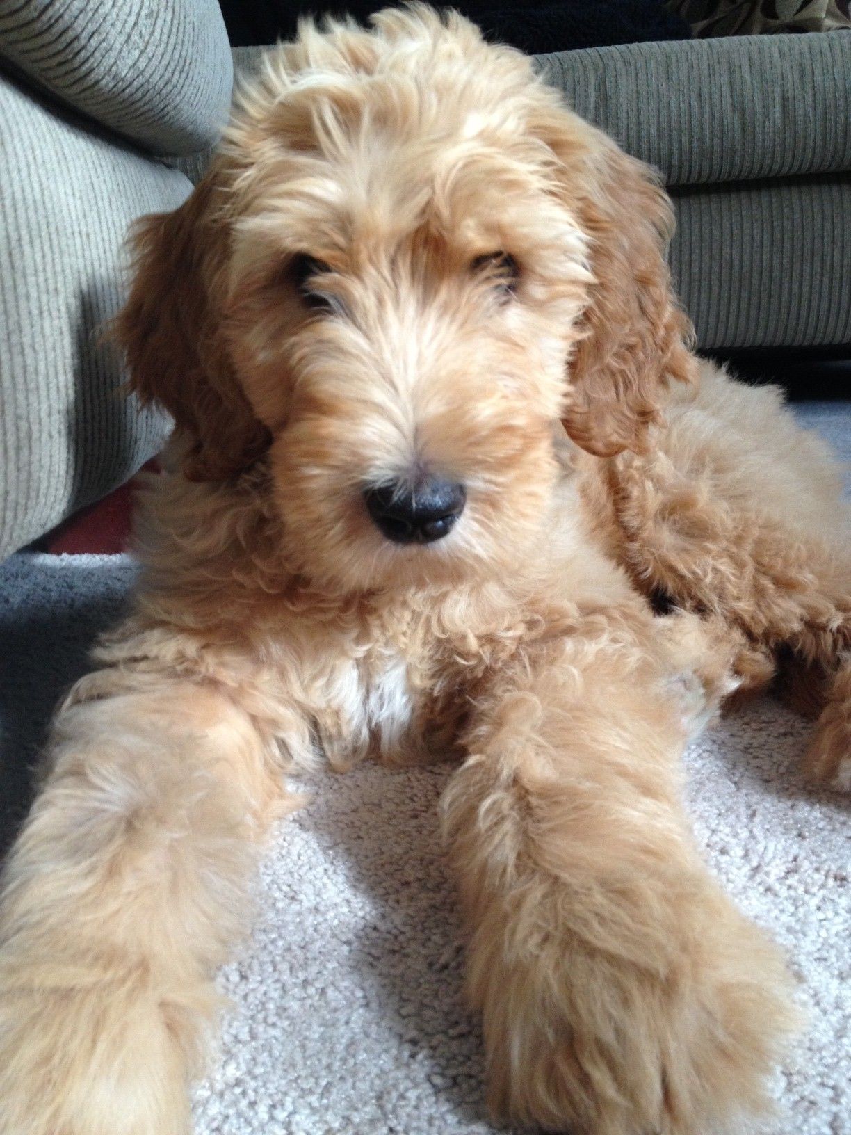 double-doodle-temperament-lifespan-shedding-puppy