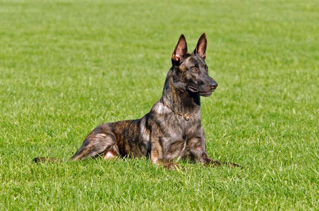 Dutch Shepherd Dog: Photo #3