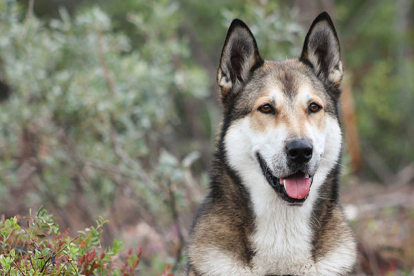 East Siberian Laika - Temperament, Lifespan, Shedding, Puppy