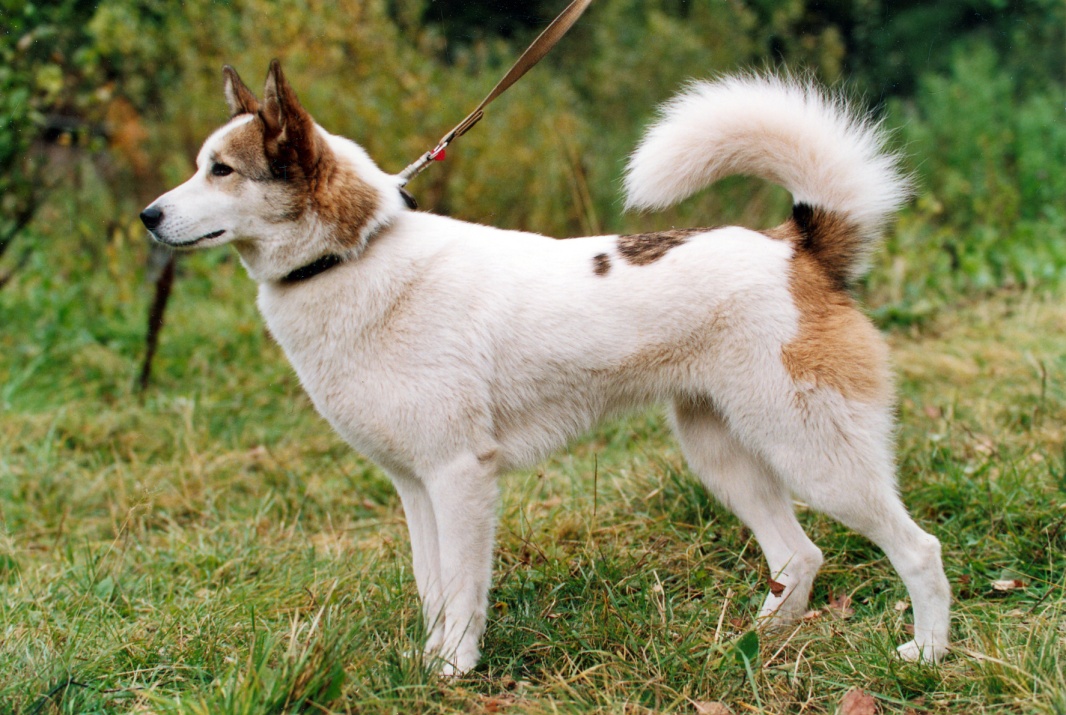 siberian laika