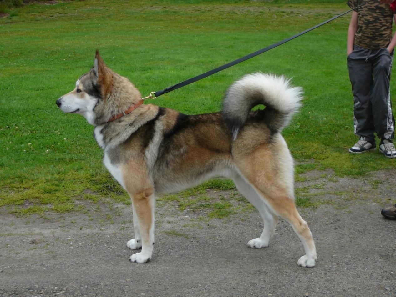 siberian laika