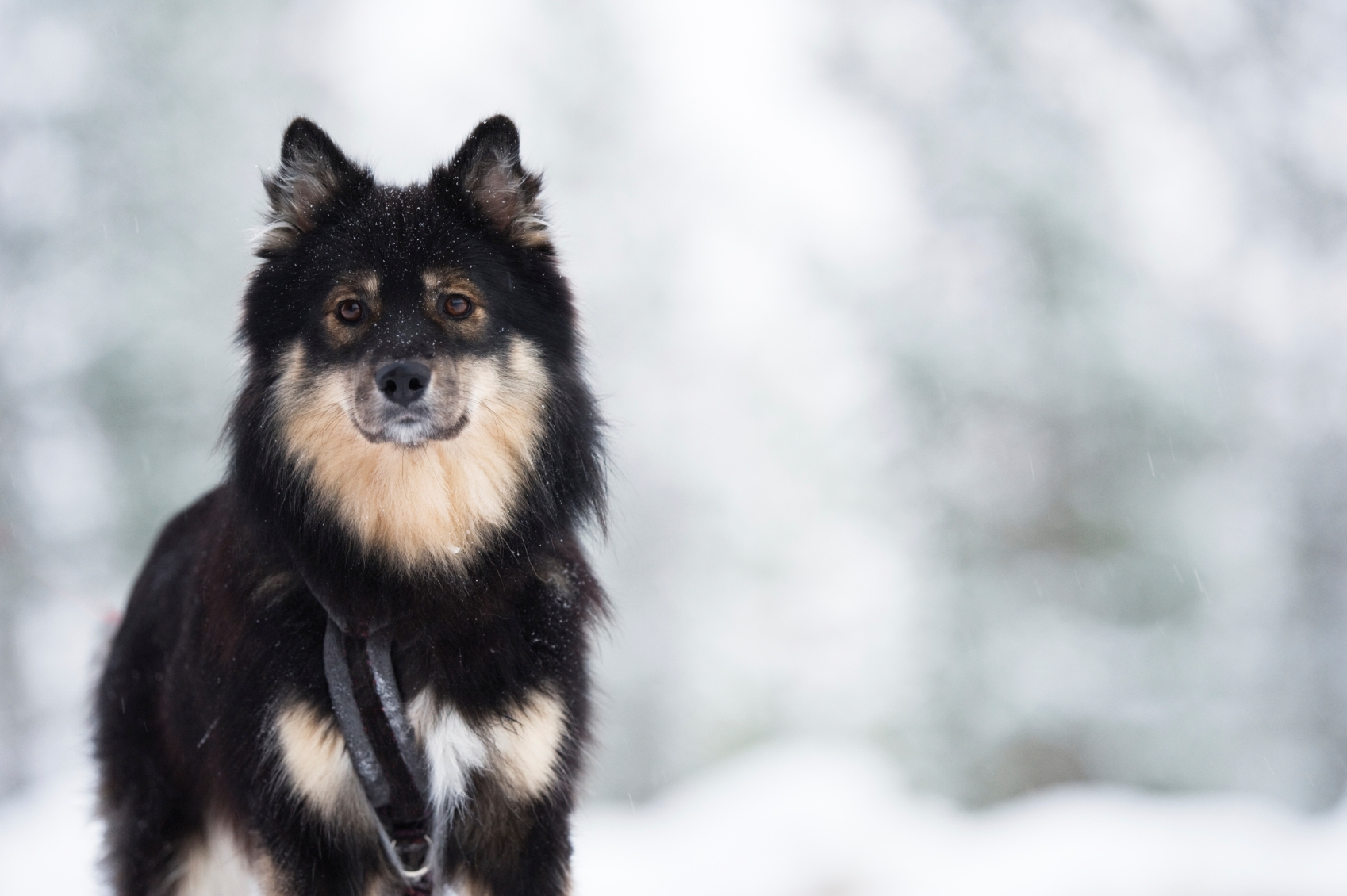 Finnish Lapphund: Photo #12