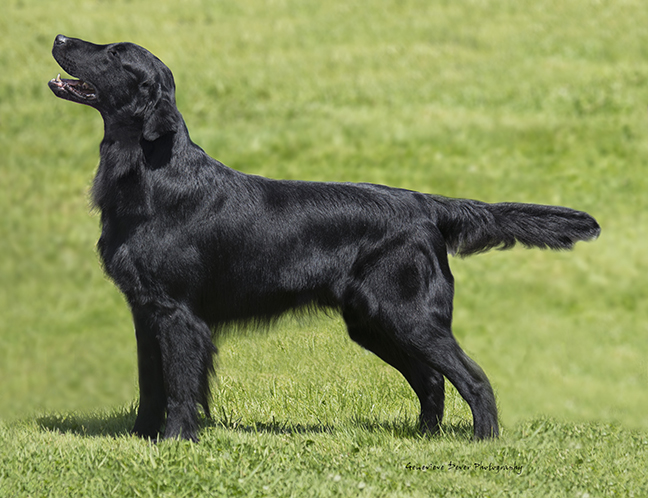 Flat-Coated Retriever - Temperament, Lifespan, Shedding, Puppy