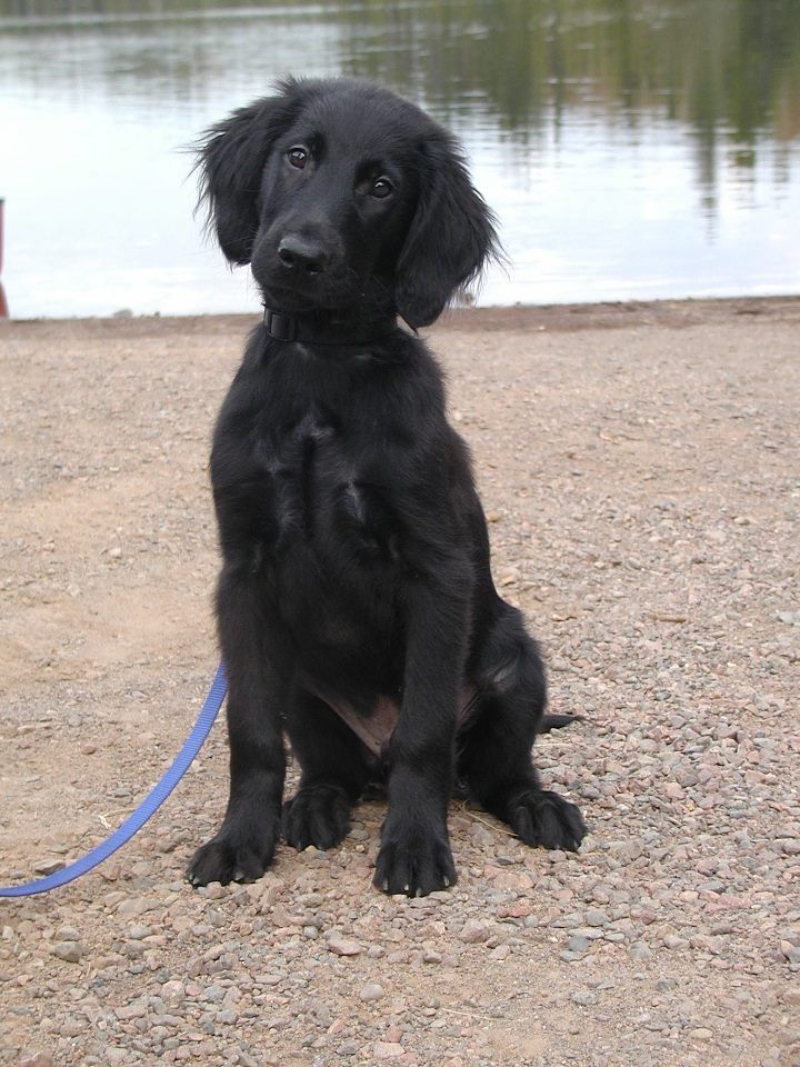 Flat-Coated Retriever - Information, Photos ...