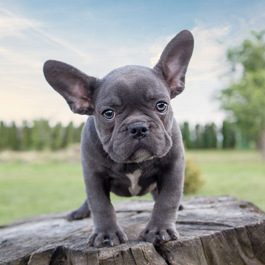 french-bulldog-temperament-lifespan-shedding-puppy