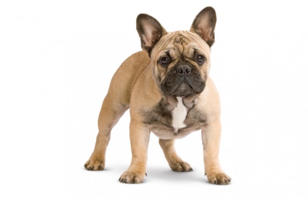 French Bulldog - Temperament, Lifespan, Shedding, Puppy