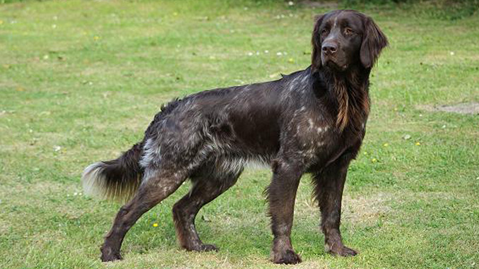 German Longhaired Pointer: Photo #3