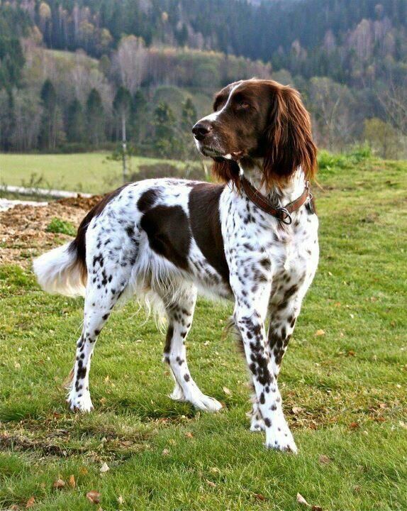 German Longhaired Pointer: Photo #4