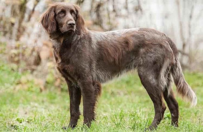 German Longhaired Pointer: Photo #7