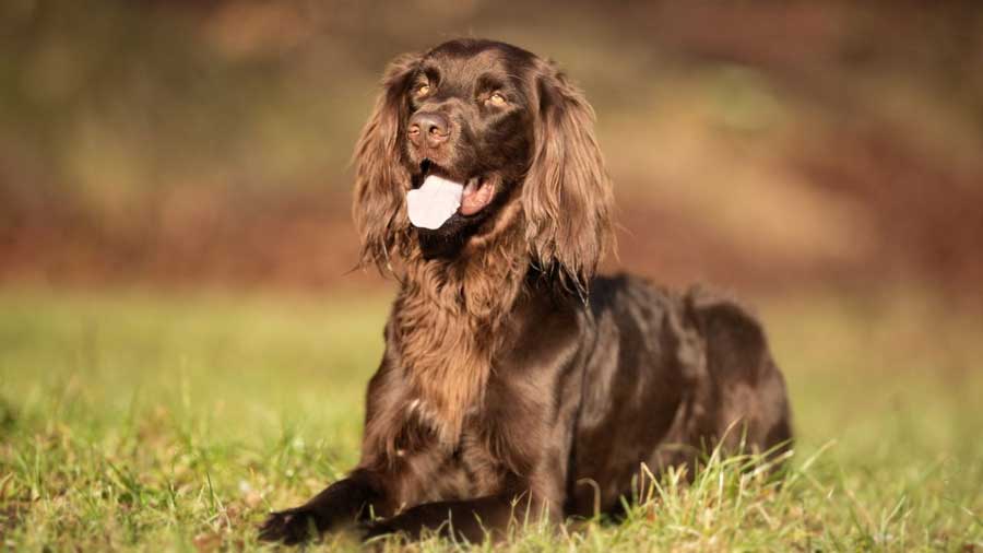 German Longhaired Pointer: Photo #5