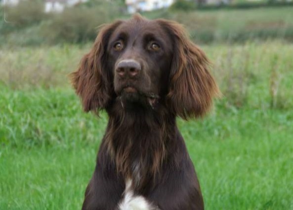 German Longhaired Pointer: Photo #6