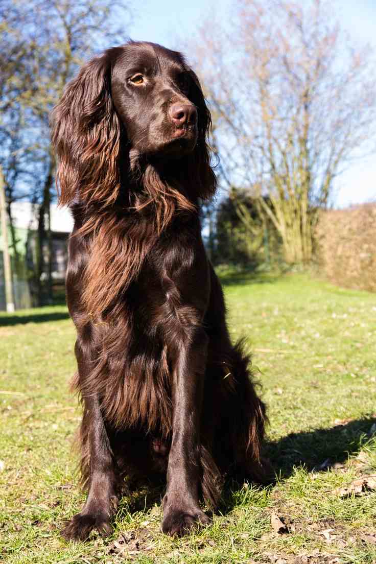 German Longhaired Pointer: Photo #8