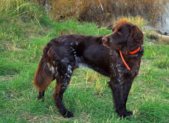 German Longhaired Pointer: Photo #9