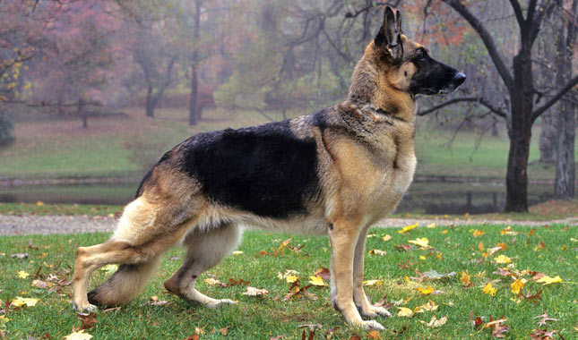 German Shepherd Dog: Photo #12