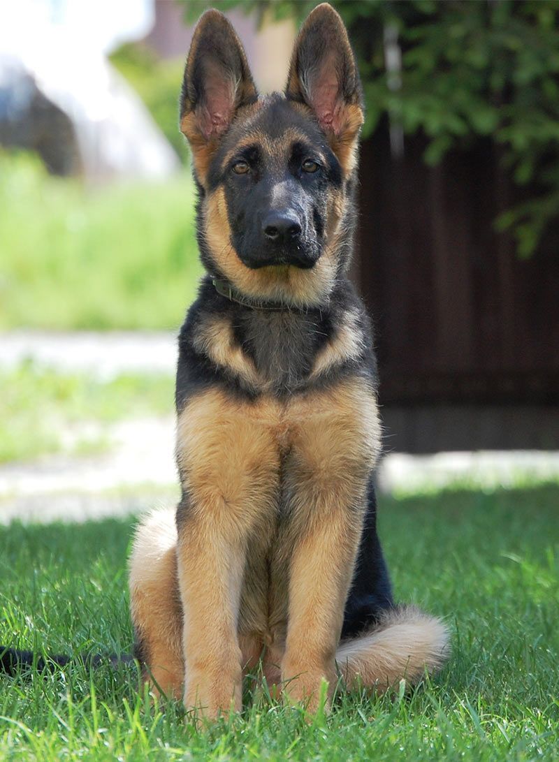 German Shepherd Dog: Photo #3