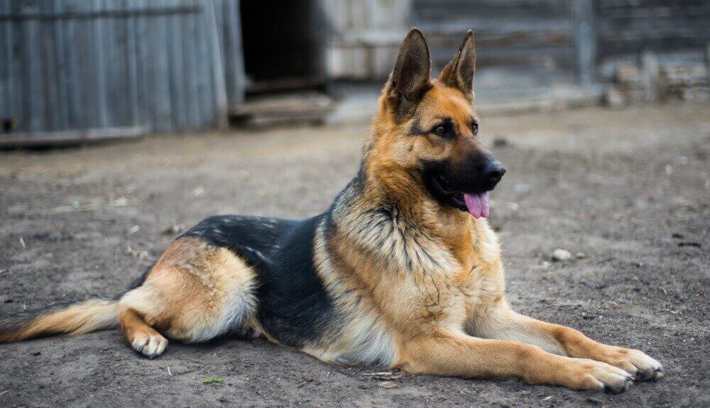 German Shepherd Dog: Photo #8