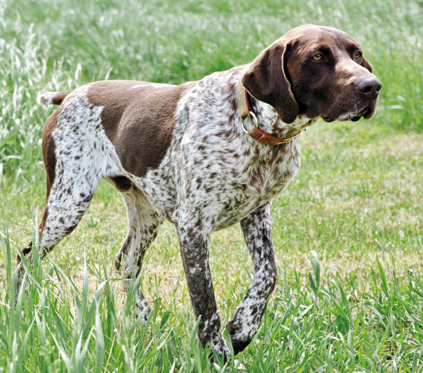 German Shorthaired Pointer: Photo #10
