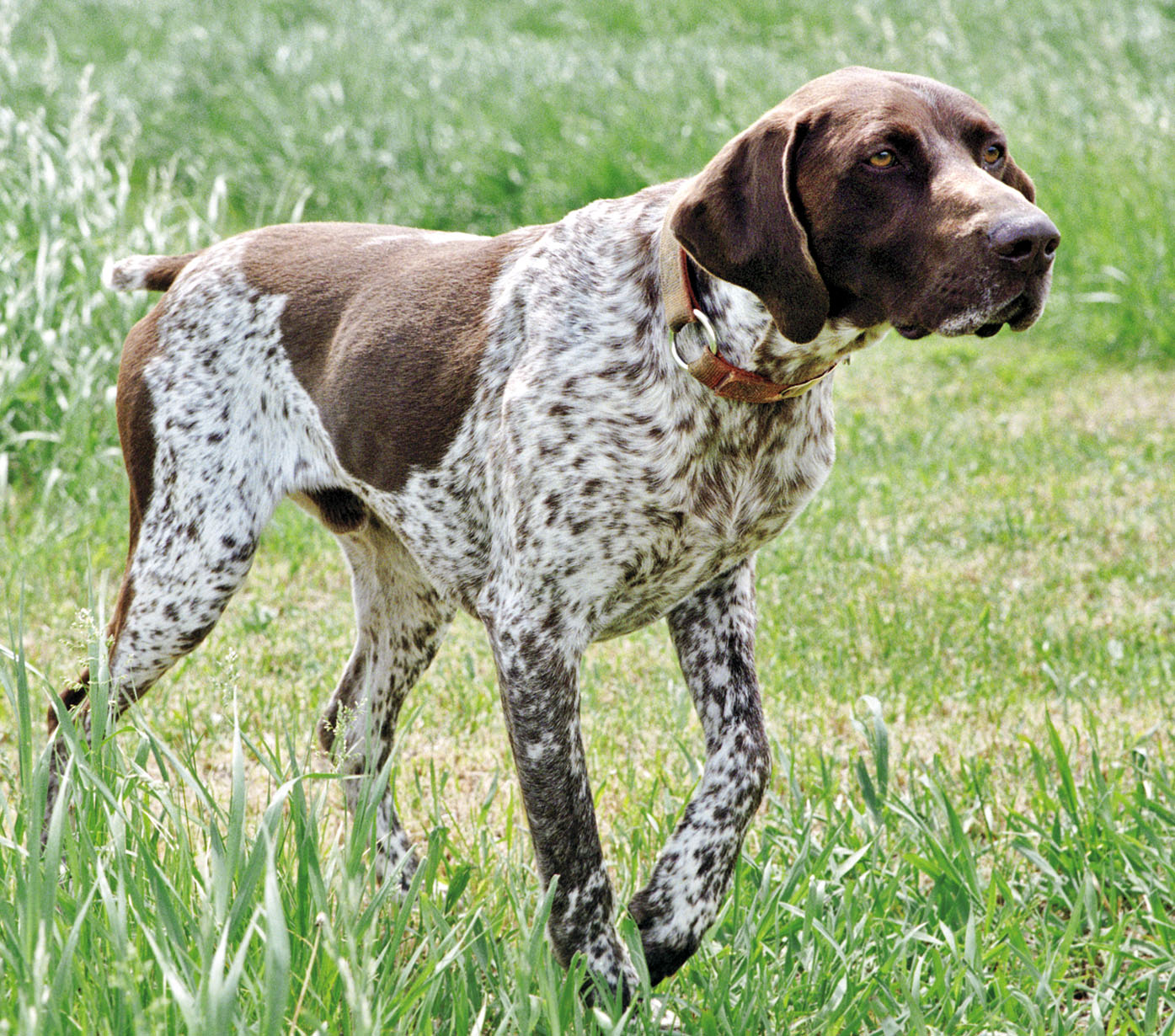 German Shorthaired Pointer Temperament, Lifespan, Shedding, Puppy