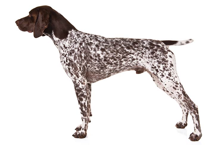 German Shorthaired Pointer: Photo #1