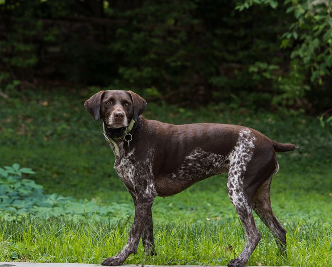 German Shorthaired Pointer: Photo #2