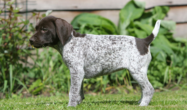 German Shorthaired Pointer: Photo #3