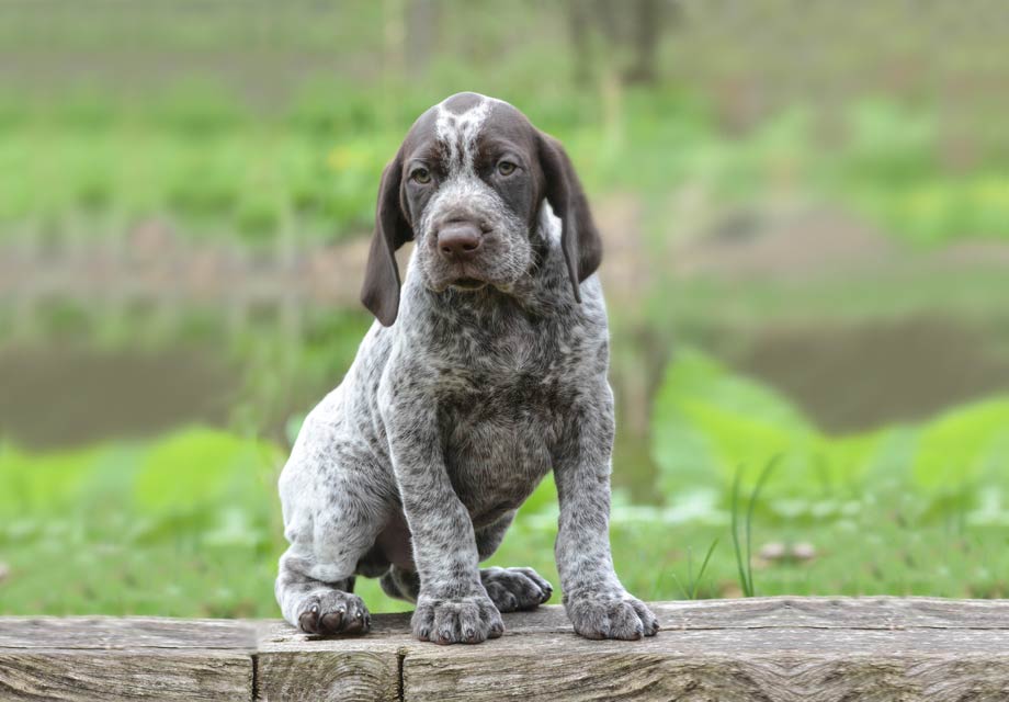 German Shorthaired Pointer: Photo #4