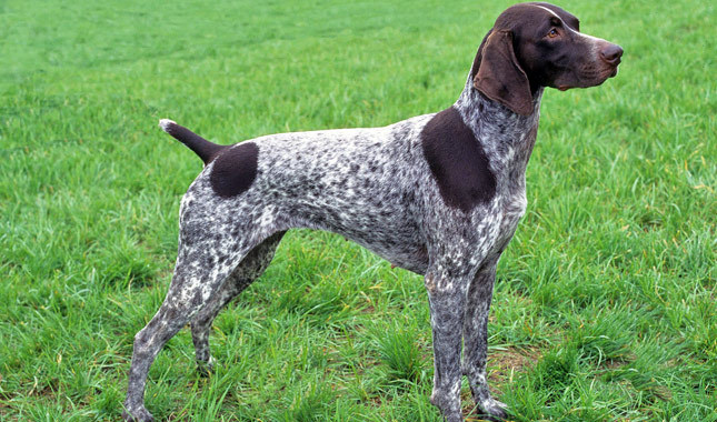German Shorthaired Pointer: Photo #5