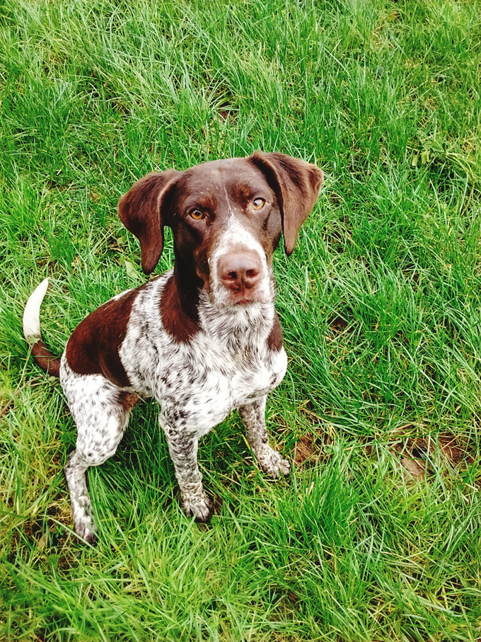 German Shorthaired Pointer: Photo #9