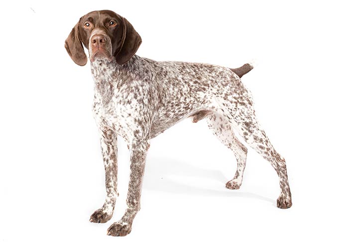 German Shorthaired Pointer: Photo #6